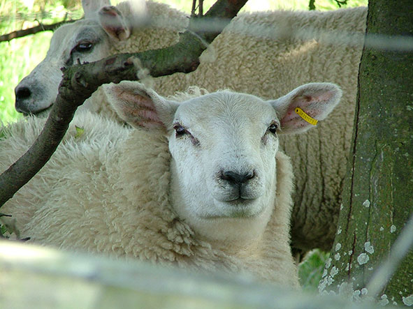 The Parks Trust Sheep Attack