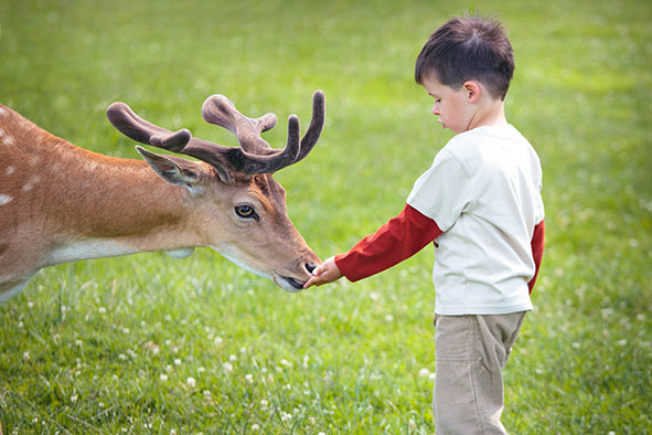 child and a deer