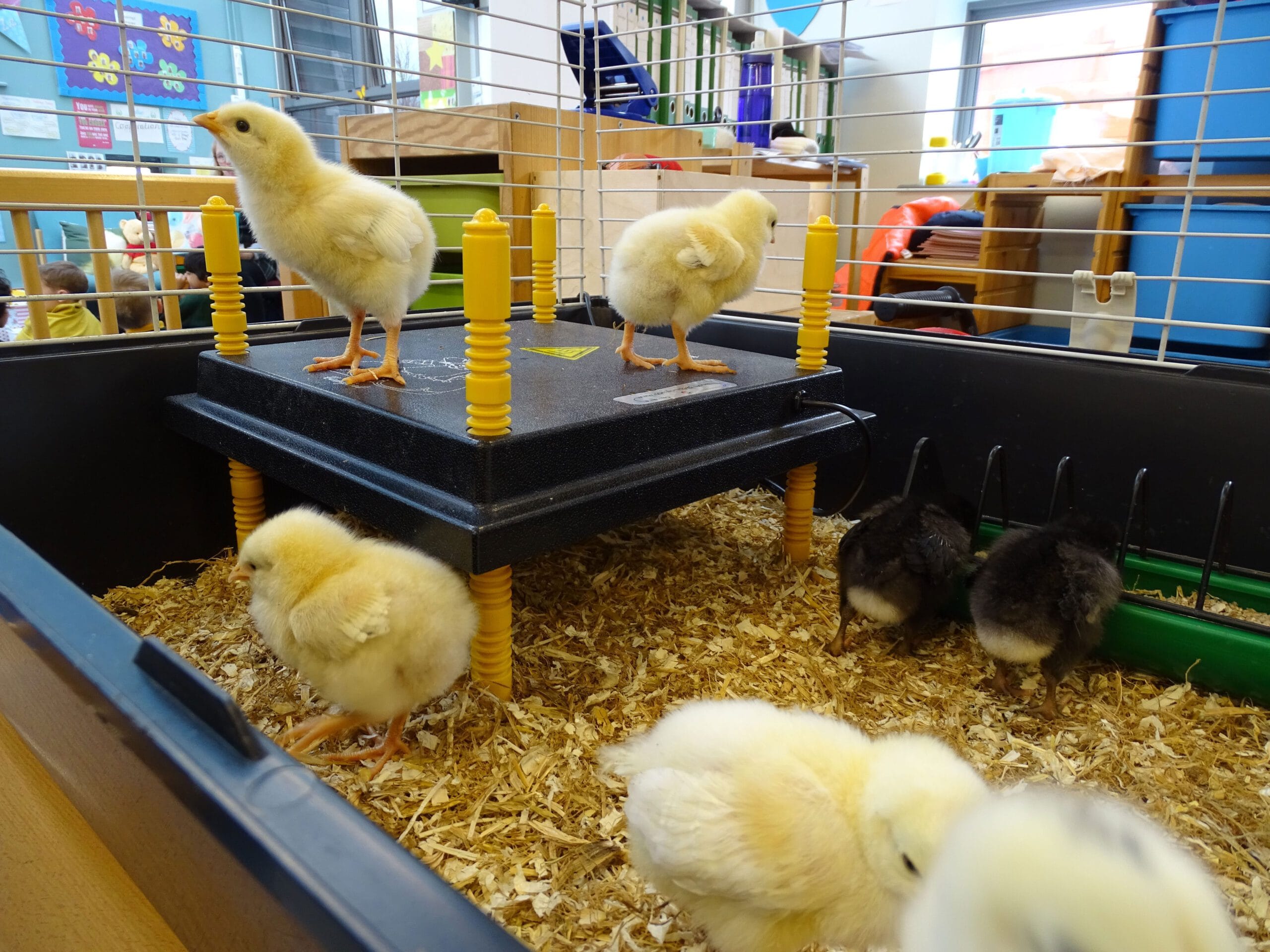 chicks hatch at Middleton School