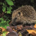 Western Hedgehog – British Isles
