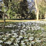 snowdrops in northants2