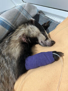 A sick badger