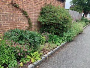 Gorgeous-greenery-and-blooms-has-replaced-the-mud-and-brambles | MK Pulse