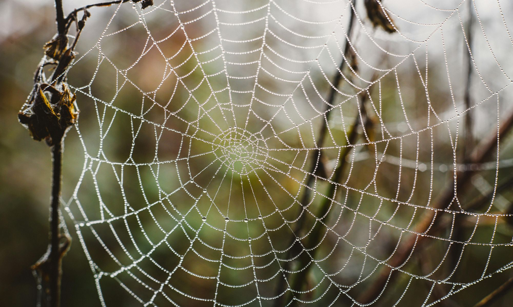 Spider Web | MK Pulse Spider Web