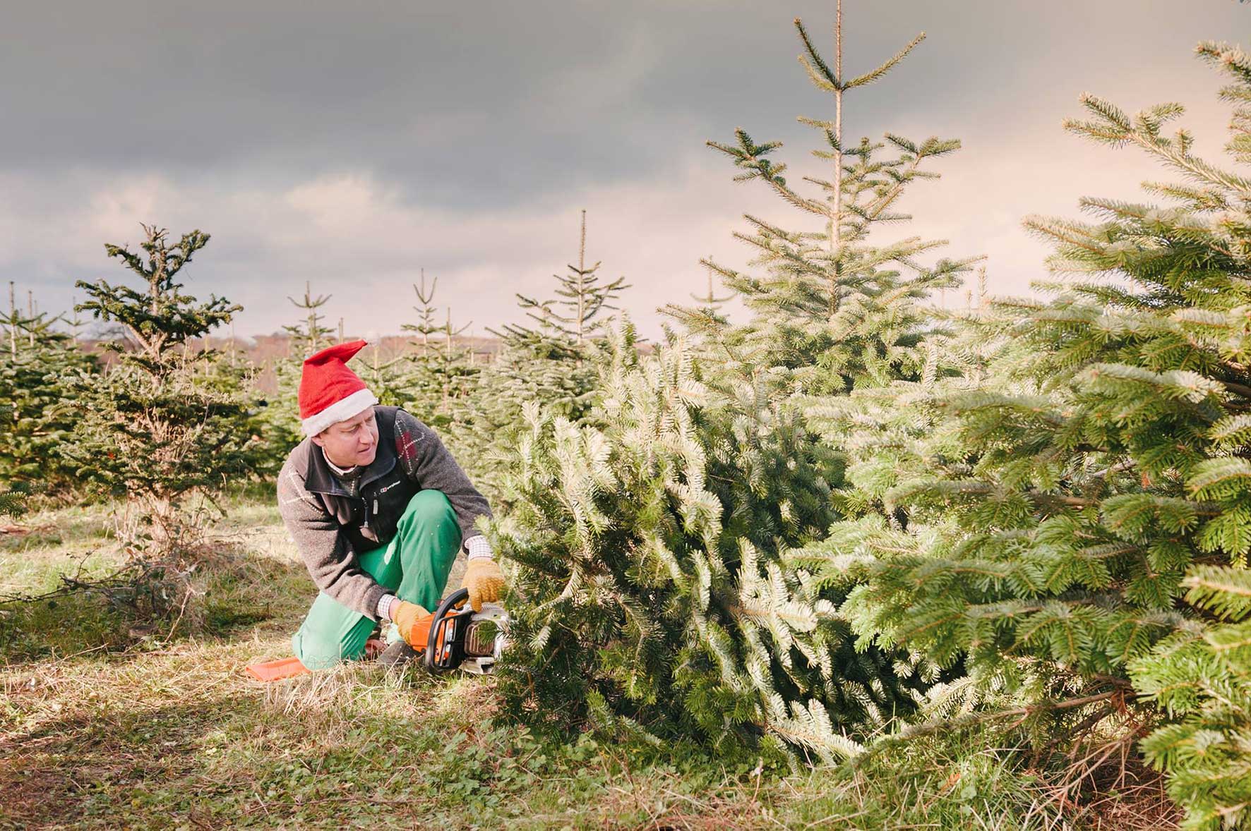 Cutting the tree at Stoke Goldington Christmas Trees